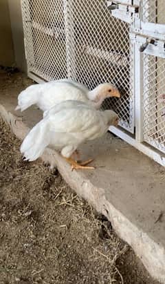 parrot beak pure coin head chicks and heera