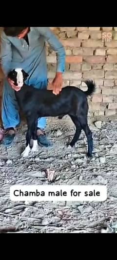 kala chamba bakra age 6 months