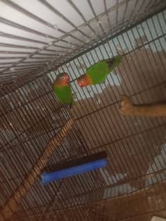 love birds urgent sale