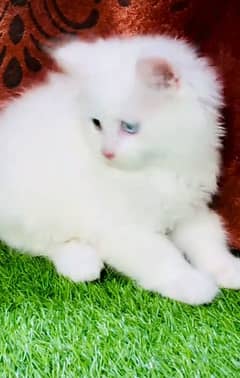 Cat/ Persian/ kittens/ Punch face/ triple coated-/ Blue Eyes/ Baby/