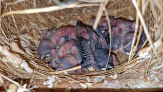 Java with 5 chicks and box.