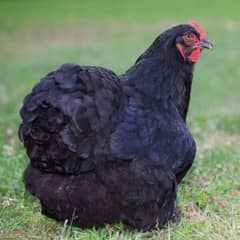 Black heavy Cochine Eggs & chicks