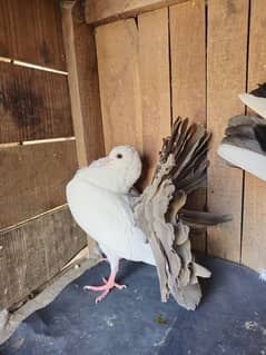 Silver/Black Tail Pair