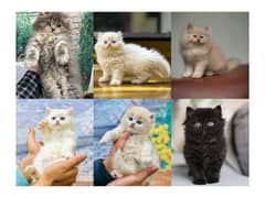 Persian hamalian british punch face piki face cat's and kitten's