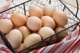 Golden buff fertile eggs