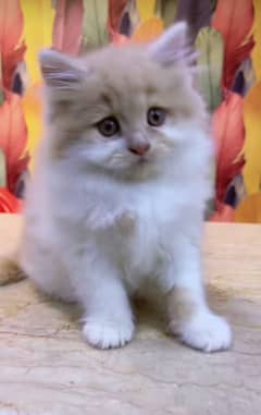 Cat/ Persian/ kittens/ Punch face/ triple coated/- Blue Eyes/ Baby/