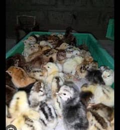 golden misri chicks available price 60