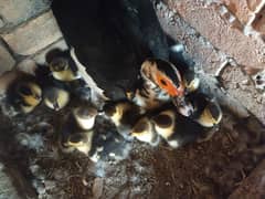 Muscovy duckling