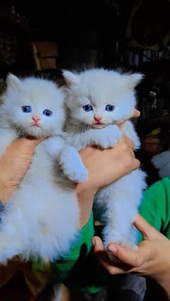 Cat/ Persian/ kittens/ Punch face/ triple coated•/ Blue Eyes/ Baby/