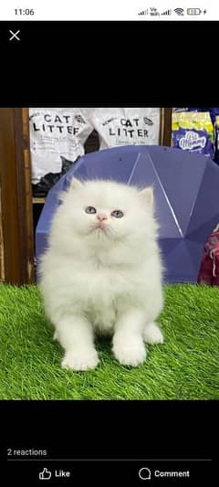 white Persian kitten| Triple long coat|punch Face|cat babies