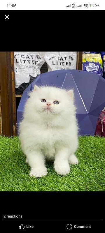 blue eyes white Persian kitten|Triple long coat |punch Face|cat babies 5