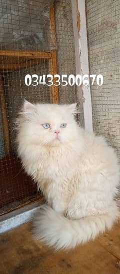 Persian Male cat