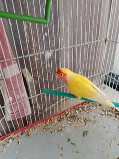 cockatiel and love bird pair