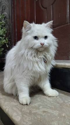 Persian cat pure white