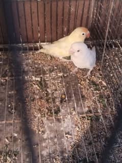 Albino red eye male and pastalino female