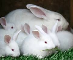 Zealand  red eye rabbit for sale Baby to adults