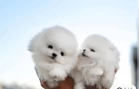 Pomeranian puppy