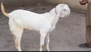 pure rajanpuri bakra Gulabi for sale 0329_5580794