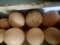 Muscovy duck eggs available