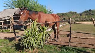 gentle and tall horse