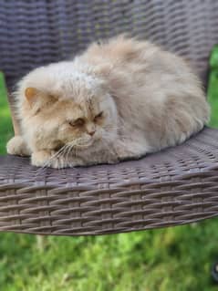 Persian Male Cat(triple coat)