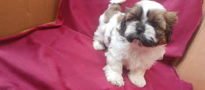 shihtzu