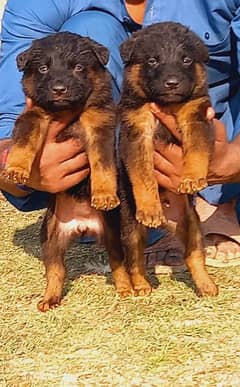 German shepherd puppies for sale / puppy / GSD pup / german shepherd