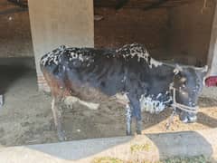 Cholistni cow