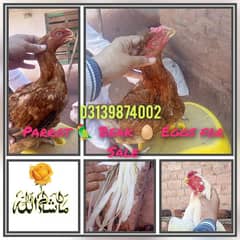 Parrot Beak Eggs. 03139874002