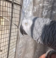 Congo African grey jumbo size Female