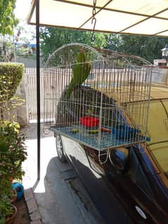 parrot for sale with cage