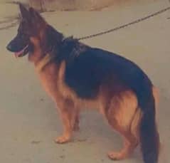 German shepherd female available for sale