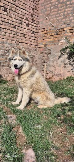 Husky Female blue eyes Wolly coat