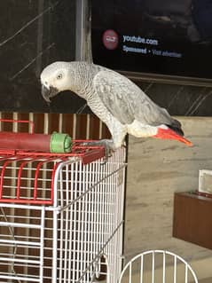 African grey full tamed talking