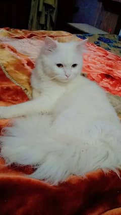 male cat Persian double coated 03278053714