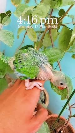 Green Ringneck Chicks