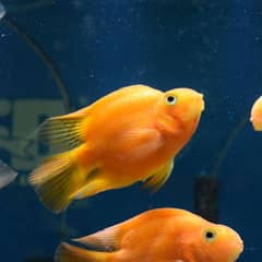 Yellow parrot fish pair