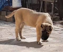 Turkish kangal 03234696626