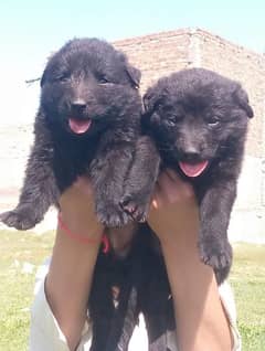 balck shepherd long cout pair 2 mahnt for sale active and healthy