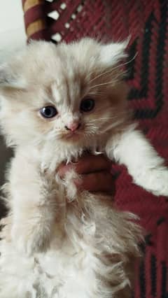 Quality persian punch face cat & kitten, 3 coated