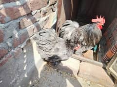 Blue Bantam Breeder Pair,Black Polish Breeder Set and Chiks