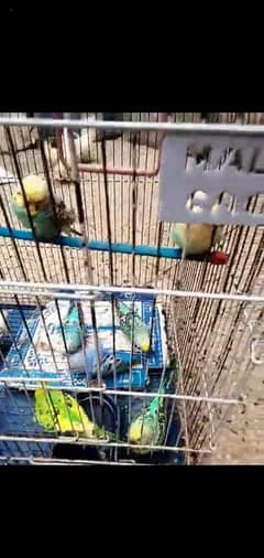 8 pairs of parrot with box newly conditions