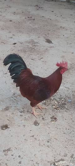 RIR BREEDER MALE ROASTER