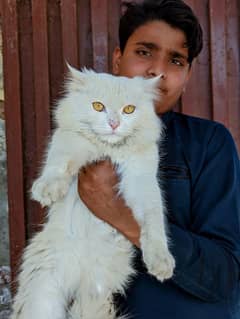 Persian cat male