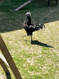 Ayam Cemani Grey Tangue available Pure Indonasian breed