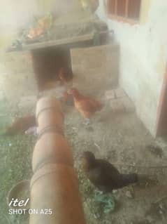 golden misrey mix available he egg  be aviable h