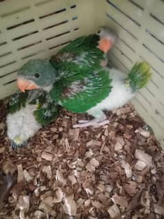 green parrot chicks /sunconure chicks