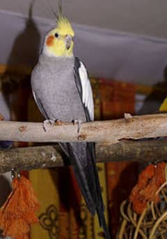 Cockatiel  Gray pide breeder male