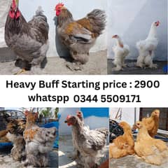 Golden Buff | Blue Buff | Black Buff | White Buff | Chicks  | Breeder