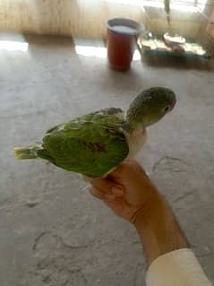 raw parrot